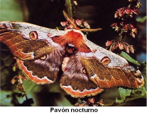 Pavón nocturno.jpg